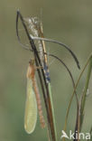 Gewone pantserjuffer (Lestes sponsa)