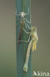 Gewone pantserjuffer (Lestes sponsa)