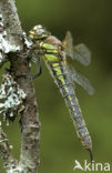 Glassnijder (Brachytron pratense) 