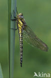 Glassnijder (Brachytron pratense) 