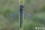 Glassnijder (Brachytron pratense) 