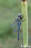 Glassnijder (Brachytron pratense) 