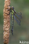 Glassnijder (Brachytron pratense) 