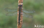 Glassnijder (Brachytron pratense) 