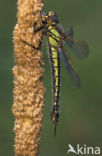 Glassnijder (Brachytron pratense) 