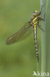 Glassnijder (Brachytron pratense) 