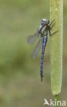 Glassnijder (Brachytron pratense) 