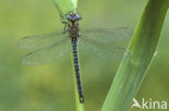 Glassnijder (Brachytron pratense) 