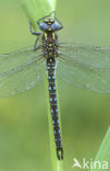 Glassnijder (Brachytron pratense) 