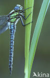 Glassnijder (Brachytron pratense) 