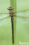 Glassnijder (Brachytron pratense) 