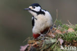 Grote Bonte Specht (Dendrocopos major)