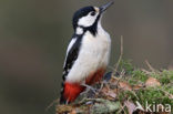 Grote Bonte Specht (Dendrocopos major)