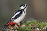 Grote Bonte Specht (Dendrocopos major)