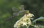 Grote keizerlibel (Anax imperator)