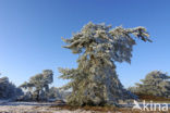 Grove den (Pinus sylvestris)