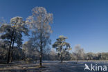 Grove den (Pinus sylvestris)