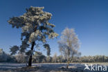 Grove den (Pinus sylvestris)