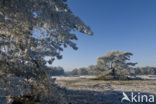 Grove den (Pinus sylvestris)