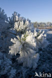 Grove den (Pinus sylvestris)