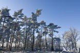 Grove den (Pinus sylvestris)