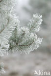 Grove den (Pinus sylvestris)