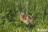 Grutto (Limosa limosa) 