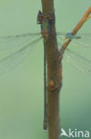 Houtpantserjuffer (Lestes viridis)