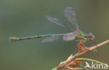 Houtpantserjuffer (Lestes viridis)