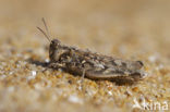 Jago’s Grasshopper (Dociostaurus jagoi)