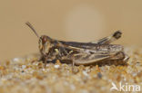 Jago’s Grasshopper (Dociostaurus jagoi)