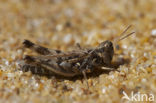 Jago’s Grasshopper (Dociostaurus jagoi)