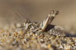 Jago’s Grasshopper (Dociostaurus jagoi)