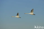 Knobbelzwaan (Cygnus olor)