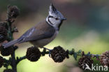 Kuifmees (Parus cristatus)