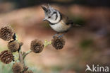 Kuifmees (Parus cristatus)