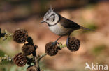 Kuifmees (Parus cristatus)