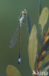 Lantaarntje (Ischnura elegans)