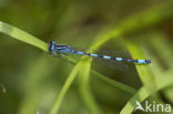 Mercuurwaterjuffer (Coenagrion mercuriale) 