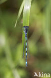 Mercuurwaterjuffer (Coenagrion mercuriale) 