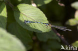 Mercuurwaterjuffer (Coenagrion mercuriale) 