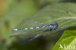 Mercuurwaterjuffer (Coenagrion mercuriale) 