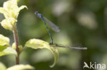 Mercuurwaterjuffer (Coenagrion mercuriale) 