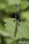 Mercuurwaterjuffer (Coenagrion mercuriale) 