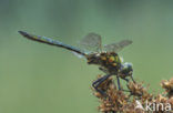 Metaalglanslibel (Somatochlora metallica)