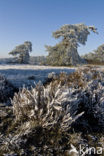 Nationaal Park De Hoge Veluwe