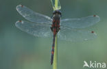 Noordse witsnuitlibel (Leucorrhinia rubicunda)