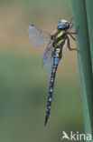 Paardenbijter (Aeshna mixta)