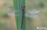 Paardenbijter (Aeshna mixta)