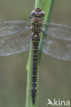 Paardenbijter (Aeshna mixta)